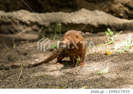 コビトマングース　天王寺動物園 104627910