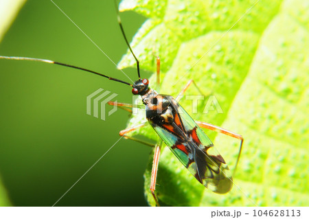 アカアシカスミカメ アカアシカスミカメ 104628113