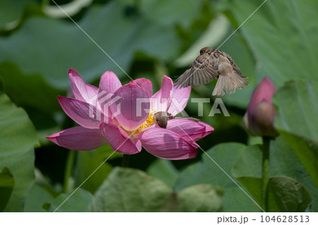 ハスの花とスズメ 104628513
