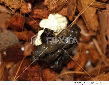 アオダイショウのうんち 104628595