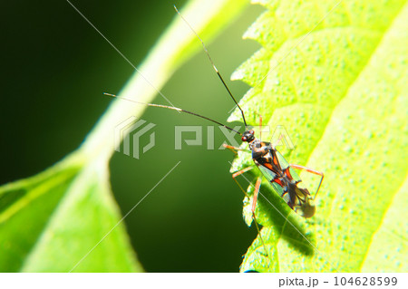 アカアシカスミカメ アカアシカスミカメ 104628599