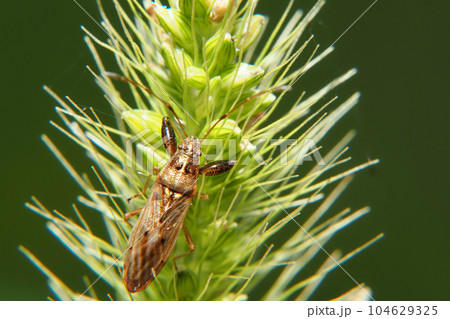 ヒゲナガカメムシ 104629325
