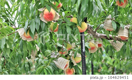 【動画あり】果樹園の風景・あら川の桃（和歌山県紀の川市桃山町） 104629451