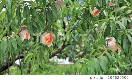 【動画あり】果樹園の風景・あら川の桃（和歌山県紀の川市桃山町） 104629506