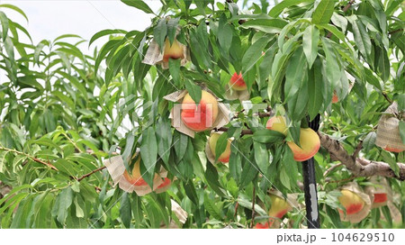 【動画あり】果樹園の風景・あら川の桃（和歌山県紀の川市桃山町） 104629510