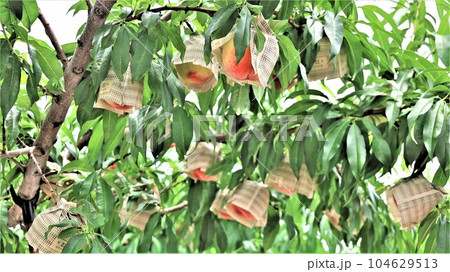 【動画あり】果樹園の風景・あら川の桃（和歌山県紀の川市桃山町） 104629513