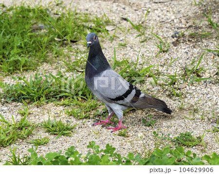 公園にいる一羽のドバト 公園にいる一羽のドバト 104629906