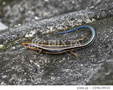 地面にいるニホントカゲ 地面にいるニホントカゲ 104629910