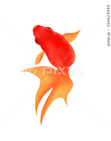 元気に泳ぐ金魚のイラスト素材 [104629948] - PIXTA