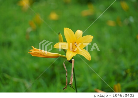 山吹色の花　ニッコウキスゲの花が咲き誇る霧降高原の風景 104630402