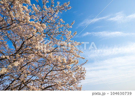 桜の花　春の季節のイメージ 104630739