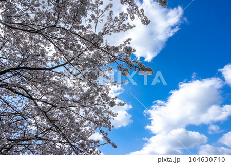 桜の花　春の季節のイメージ 104630740