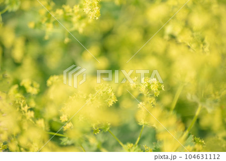 満開に咲くアルケミラモリスの黄色の花【春】【初夏】【梅雨】【夏】 満開に咲くアルケミラモリスの黄色の花【春】【初夏】【梅雨】【夏】 104631112