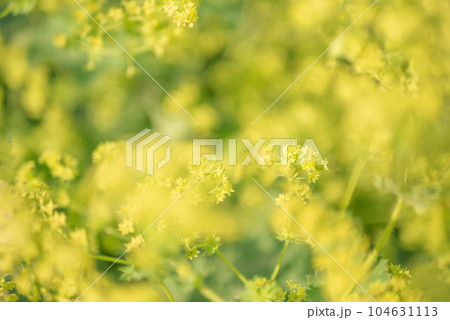 満開に咲くアルケミラモリスの黄色の花【春】【初夏】【梅雨】【夏】 104631113