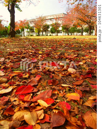 欅と桜の枯れ葉散る晩秋の公園風景 104631301