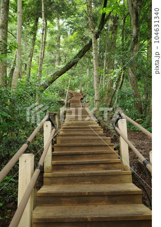高尾山の6号路びわ滝コースの一部にある木製階段 104631340