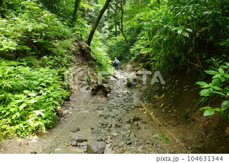 高尾山の6号路びわ滝コースの様子 104631344