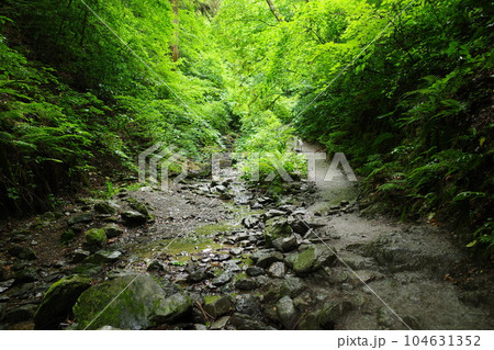 高尾山の6号路びわ滝コースの様子 高尾山の6号路びわ滝コースの様子 104631352