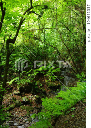 高尾山の6号路、小川が流れるびわ滝コースの様子 高尾山の6号路、小川が流れるびわ滝コースの様子 104631357