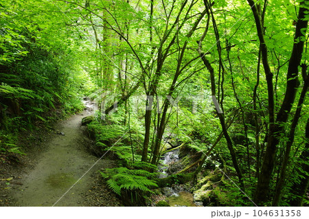 高尾山の小川が流れる6号路びわ滝コースの様子 高尾山の小川が流れる6号路びわ滝コースの様子 104631358
