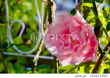 スパニッシュビューティー 104631960