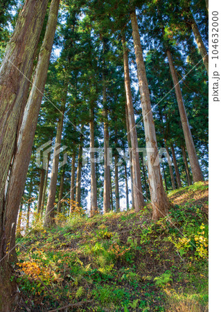 鎮守の森　杉林　石動神社　新潟県南魚沼市　　 104632000