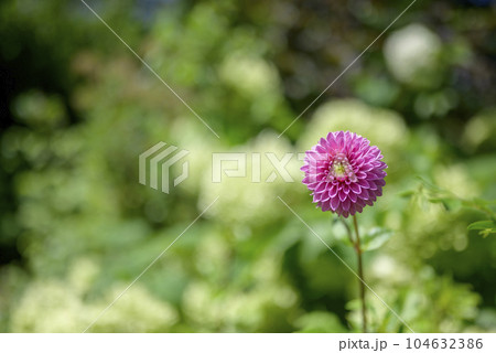ダリアの花 イメージ 104632386