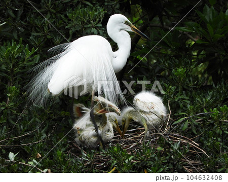 マイホーム 104632408