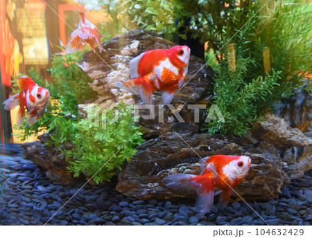 シンクロポーズ 104632429