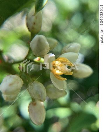 南天の花蕾2 南天の花蕾2 104632611