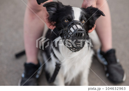 Woman walks 2 dogs. Close-up of female legs, border collie and bull terrier in muzzles and on leashes on a walk outdoors.  104632963