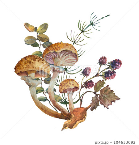 Watercolor composition with honey fungus mushroom, Armillaria mellea and forest plant and berries. Hand drawn mushroom illustration isolated on white background Watercolor composition with honey fungus mushroom, Armillaria mellea and forest plant and berries. Hand drawn mushroom illustration isolated on white background 104633092
