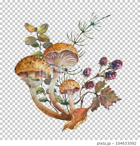 Watercolor composition with honey fungus mushroom, Armillaria mellea and forest plant and berries. Hand drawn mushroom illustration isolated on white background Watercolor composition with honey fungus mushroom, Armillaria mellea and forest plant and berries. Hand drawn mushroom illustration isolated on white background 104633092