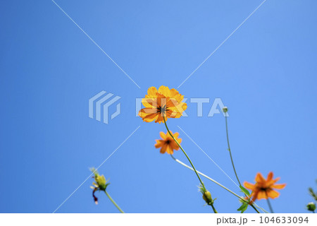 コスモス畑 青空バック 秋イメージ 104633094