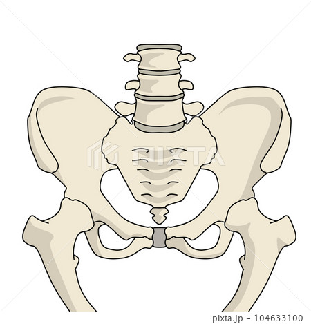 骨盤構造カラーイラスト 104633100