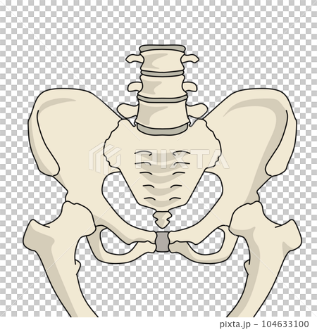 骨盤構造カラーイラスト 104633100