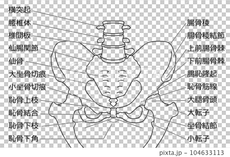 骨盆結構黑白插圖 104633113