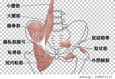 骨盆肌肉圖 104633115
