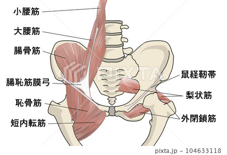 骨盤の筋肉イラスト 104633118