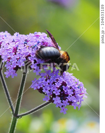 クマバチ(carpenter bees) クマバチ(carpenter bees) 104633189