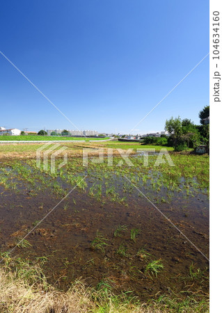 秋の雨上がりの穭田風景 104634160