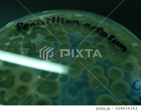 微生物学 微生物 菌 104634163