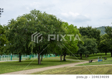 大きな公園の木 104634699