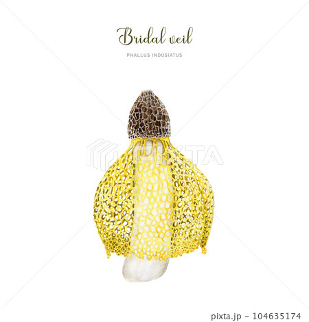 Bridal veil mushroom. Watercolor illustration. Phallus indusiatus fungus single image. Hand painted bamboo edible mushroom element. Bridal veil mushroom. Watercolor illustration. Phallus indusiatus fungus single image. Hand painted bamboo edible mushroom element. 104635174