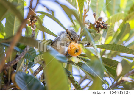 木の上で枇杷を食べるシマリス 木の上で枇杷を食べるシマリス 104635188