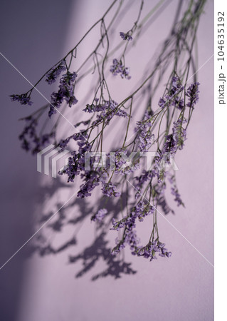 Purple lavender flowers on a purple background. 104635192
