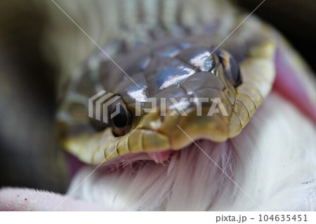 蛇の食事 104635451