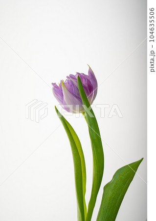 Beautiful tulip flower on a white background. 104635506