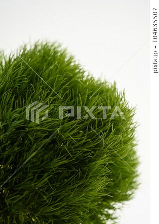 Dianthus barbatus Green Trick on a white background. Dianthus barbatus Green Trick on a white background. 104635507