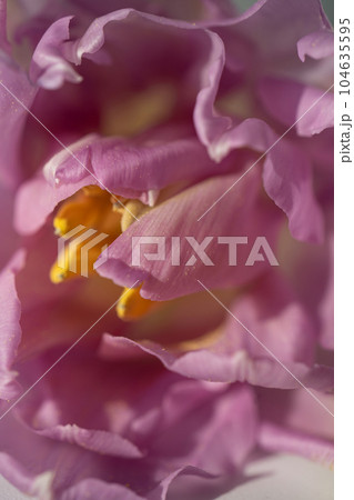Beautiful floral background of lilac tulips close-up. 104635595